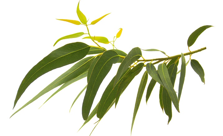 https://www.ozen91.com/medias/images/eucalyptus-radiata-feuilles.jpg