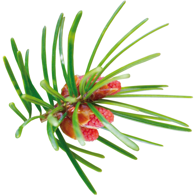 Huile essentielle bio de Pin maritime - Térébenthine (Pinus pinaster)